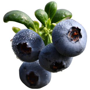 【顺丰航空】云南L25花香蓝莓当季现摘孕妇宝宝辅食露天新鲜水果