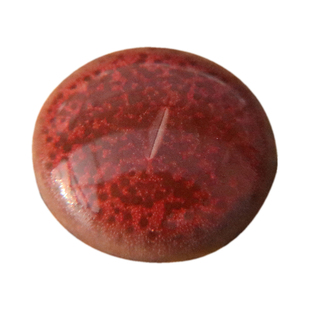 岛田酒红紫熏   生石花酒红紫勋DT种源 1.5年 高端品种 考拉农场