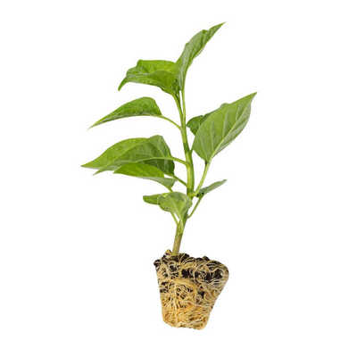 超辣小米辣椒苗秧阳台盆栽南方种