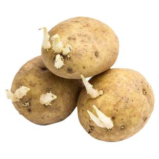 土豆种子秋播恩施老品种马铃薯黄心黄皮洋芋农家自留自种带芽土豆