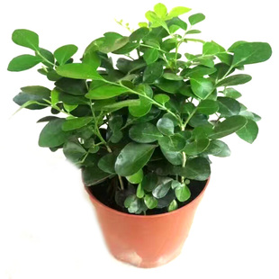 九里香树苗盆栽清香驱蚊植物室内办公桌面阳台花卉净化空气易养护