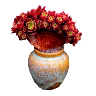 大蘑菇多肉控养土发根快 透气透水法师海棠老桩专用营养土通用型