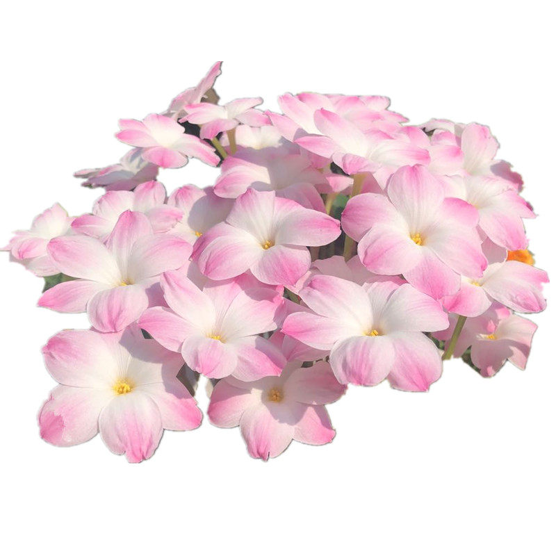 风雨兰套餐多年生绿化韭兰葱兰胖丽丽耐热花卉韭莲花植物