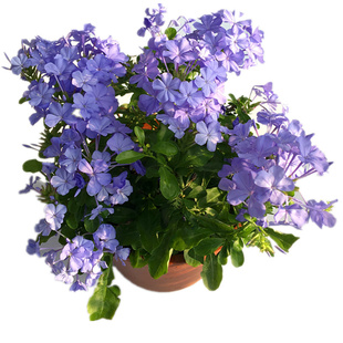 蓝雪花红雪花白雪花耐热耐晒庭院阳台木本植物多年生盆栽攀援爬藤