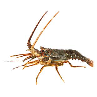 小青龙鲜活速冻龙虾海鲜虾鲜活澳龙速冻鲜活大龙虾海捕澳洲大龙虾