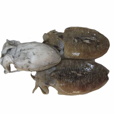 墨鱼新鲜乌贼鱼鲜活冷冻章鱼海鱼墨斗鱼海鲜水产2-4只/斤3斤装