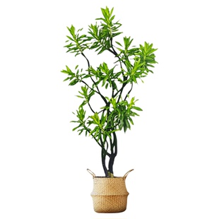 百合竹客厅绿植金心高级感真绿植盆栽老桩造型室内轻奢大型植物