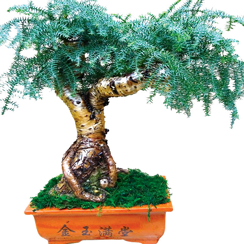 澳洲杉盆景树桩四季青植物