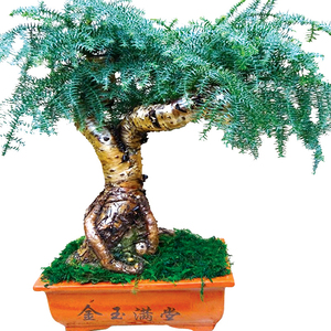 澳洲杉盆景树桩四季青植物