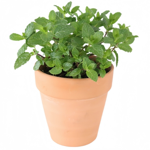 32种薄荷合集留兰香苹果糖果草莓柠檬胡椒泡茶食用盆栽克拉香草