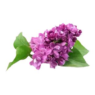 丛生紫丁香嫁接紫丁香丁香花园植物庭院花卉苗木耐寒耐旱灌木好养