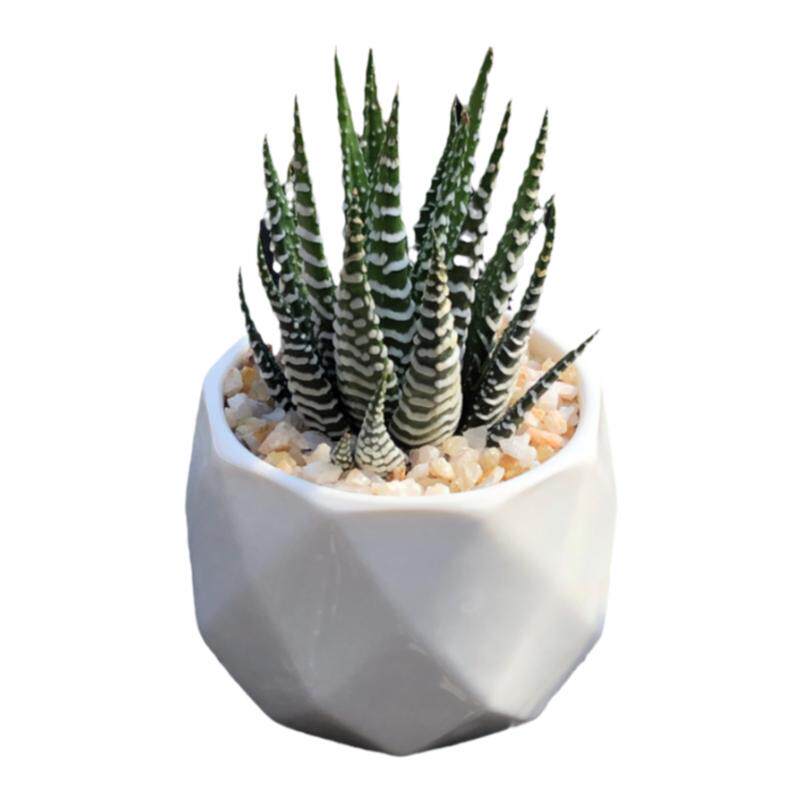 多肉植物小盆栽带盆栽种好成品送托盘和浇水壶中号盆新品好养特价
