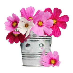 野花组合花种子波斯菊花种籽子播种格桑花花籽太阳花种孑