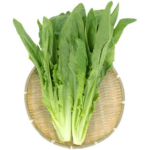 东升农场 有机油麦菜 莜麦菜苦菜牛俐生菜 广州有机新鲜蔬菜 300g