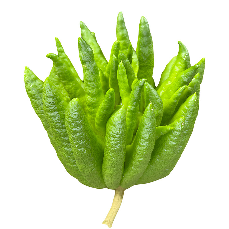 现摘云南新鲜佛手柑观赏可食用