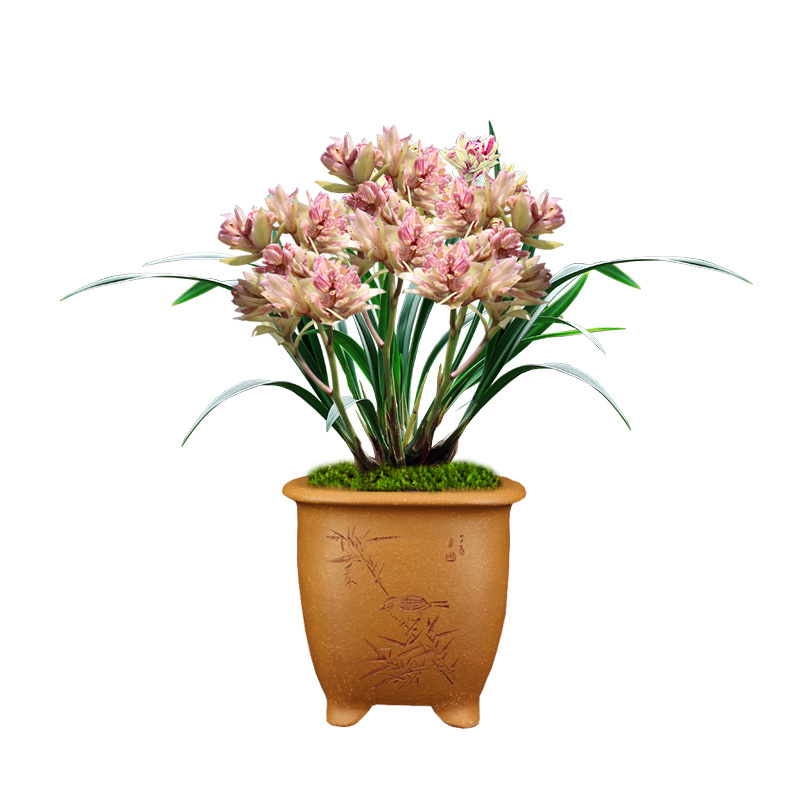 兰花苗建兰富山奇蝶浓香花卉矮种兰花四季开花好养室内绿植盆栽花