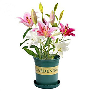 重瓣香水百合花种球四季开花好养易活盆栽花卉绿植室内花种子花期