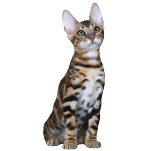 纯种孟加拉豹猫活体幼猫家养宠物猫豹纹小猫咪活物短毛猫深圳猫舍