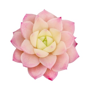 【17】多肉植物专拍—麦秆女王各种性状 稀有品种多肉b肉