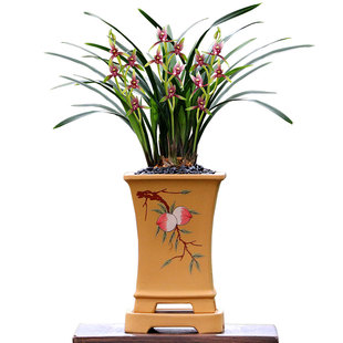 翁源兰花喜花里四季建兰小国魂逸虹双骄带花浓香好养绿植花卉盆栽