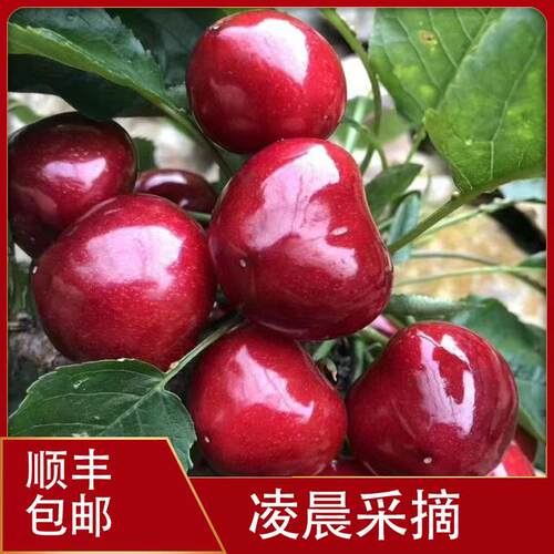自家种植大连美早樱桃J-6J顺丰空运包邮1.8-4.5斤内附果径卡