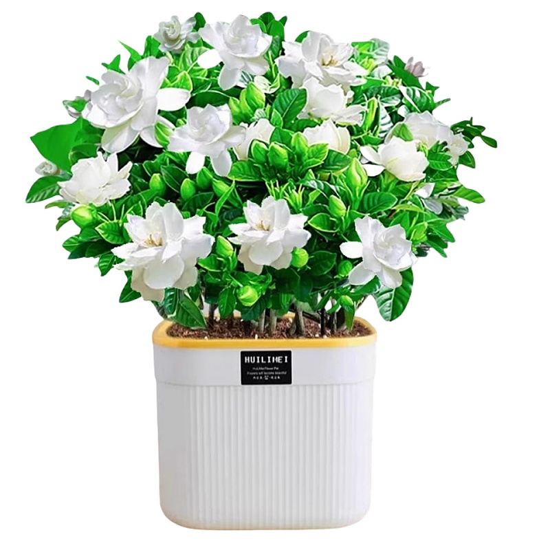 栀子花盆栽四季开花带花苞室内花卉绿植物茉莉花浓香型大树苗好养
