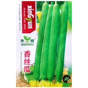 长香丝瓜种子香嫩高产早熟种籽南北方水瓜菜种孑蔬菜阳台农家