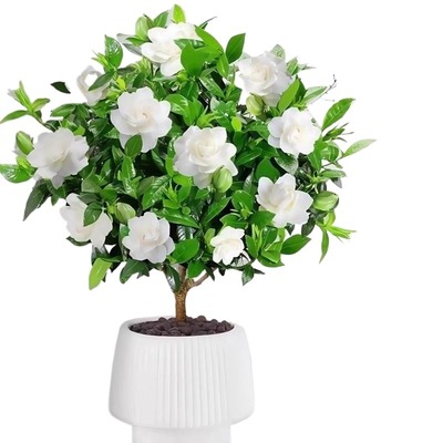 棒棒糖栀子花盆栽花卉绿植独杆四季开花大叶带花苞阳台浓香型植物