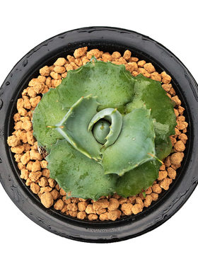 田舍王妃雷神趣味大颗多肉植物