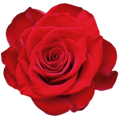 新品高原红切花雪地玫瑰月季花苗特大花庭院阳台盆栽花卉绿植蔷薇