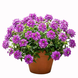 美女樱盆栽带花苞室内阳台四季开花庭院花镜植物耐寒热美女樱花苗