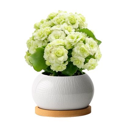 漂亮的绿巴黎长寿花！高级感满满