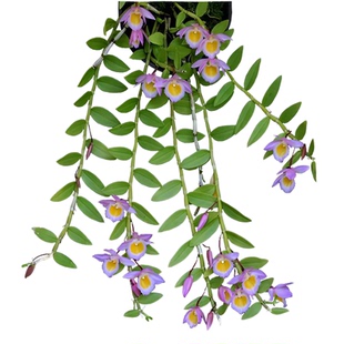 板植石斛盆栽吊兰花卉室内外阳台无土景观赏金钗樱广东铁皮绿植物