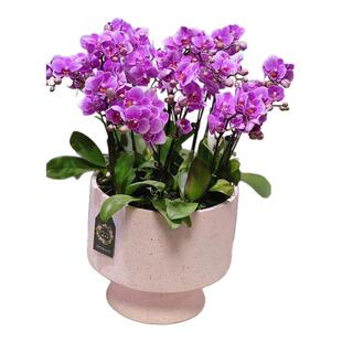 蝴蝶兰盆栽带花苞紫星耐寒花卉绿植物室内高档兰花苗四季好养易活