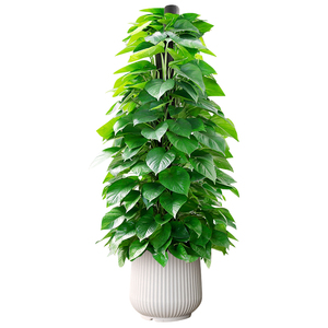 大叶绿萝室内大型办公室绿植植物
