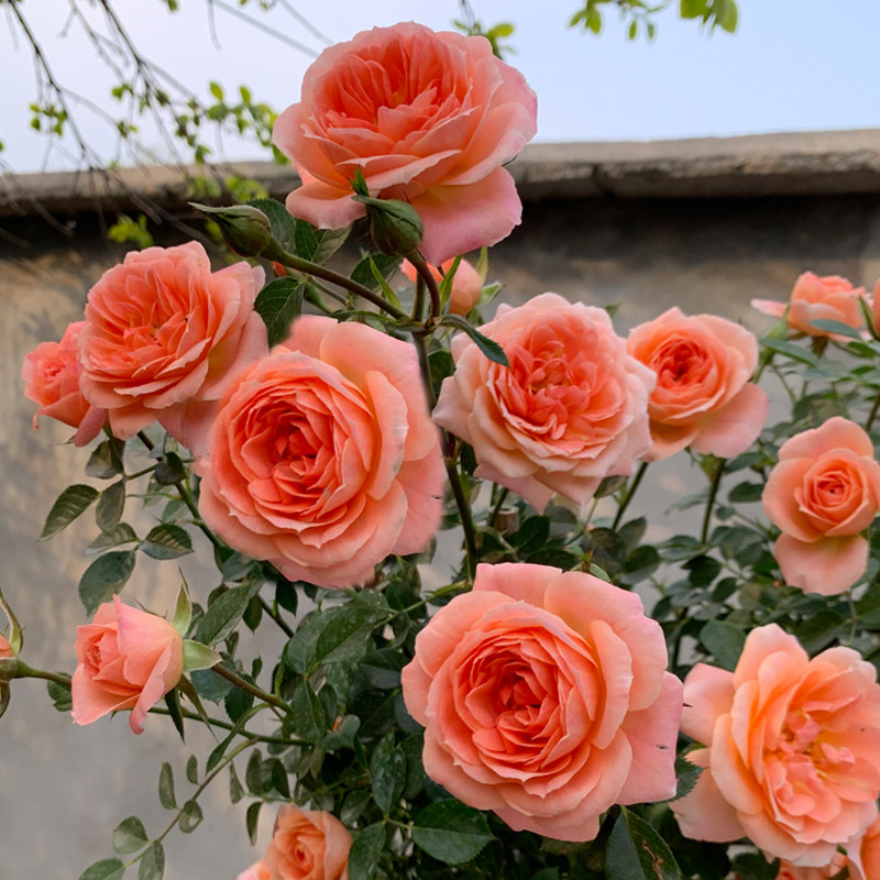 藤本蔷薇花苗龙沙宝石爬藤欧月月季大苗花墙拱门大花浓香四季开花