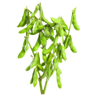 鲜食毛豆种子早熟高产特大黄豆种籽青豆大豆蔬菜种孑大全春季四季