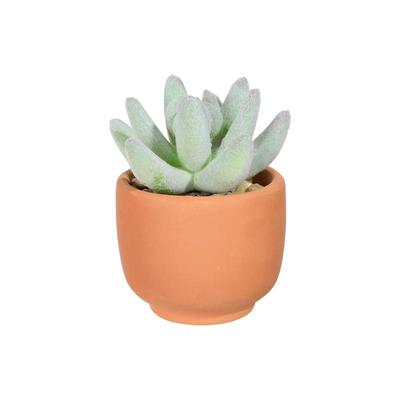 多肉植物创意摆件桌面电视柜假花