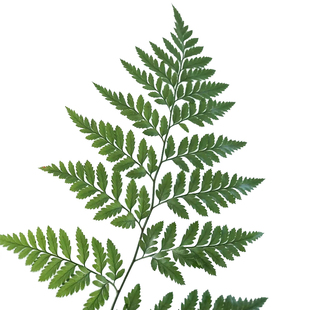 羊齿叶鲜花云南直发家用室内水培绿色插花配花配草鲜切花花束草花