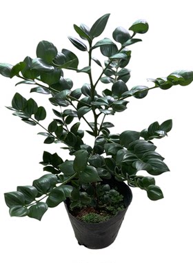 好养圆叶竹柏耐寒水土培绿植驱蚊