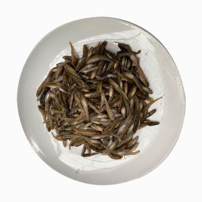 微山湖新鲜小沙丁鱼油炸酥脆