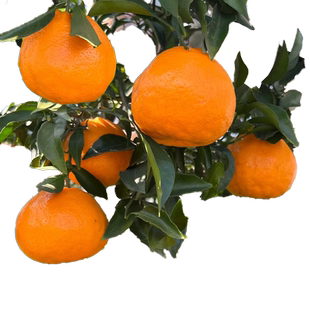 正宗四川春见耙耙柑树苗丑橘杷杷柑种植粑粑柑树苗盆栽橘子树果苗