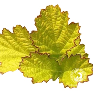 金叶茅莓悬钩子 观叶植物花苗盆栽 花园小庭院 垂吊地被 耐热耐寒