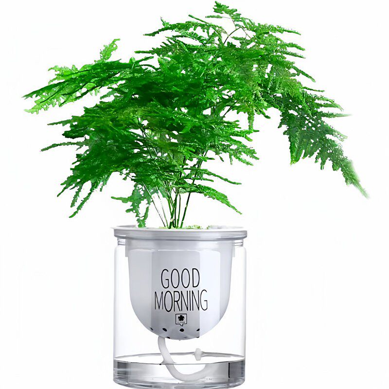 文竹盆栽盆景植物室内客厅花卉办公室桌面绿植好养四季常青大盆栽