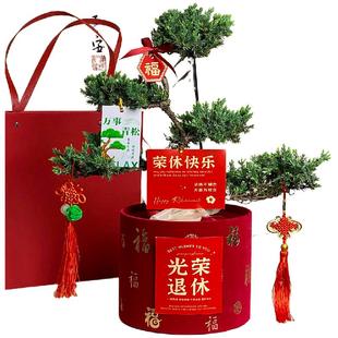 五层塔松盆栽青松自在绿植创意光荣退休礼物仪式感男士盆景纪念品