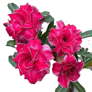 沙漠玫瑰盆栽重瓣四季开花好养老桩室内多色阳台花卉绿植盆景多肉