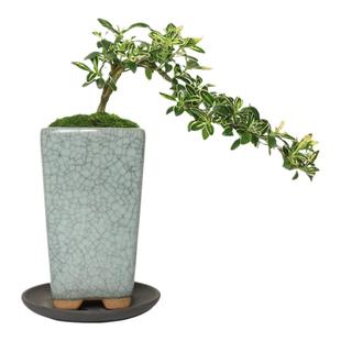 迷你六月雪办公室内桌面小盆栽窗台花卉附石盆景造型悬崖绿植微型