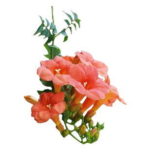 凌霄花爬藤大苗植物室外老桩树苗盆栽庭院耐寒四季花卉阳台炮仗花