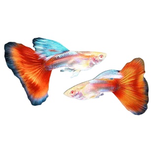 火烧云孔雀鱼孕母小型热带鱼凤尾鱼精品纯种淡水好养耐活胎生鱼苗