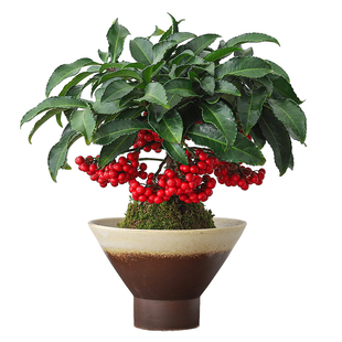 富贵籽苔藓球盆栽黄金万两年宵花室内客厅喜庆花卉绿植物净化空气